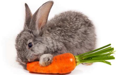 Can Rabbits Eat Carrots? | Pet Diet Guide