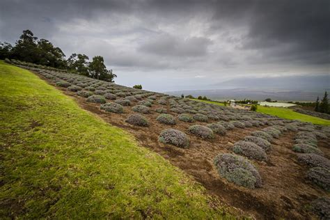 Maui Lavender Farm | A huge lavender farm upcountry in Maui.… | Warren ...