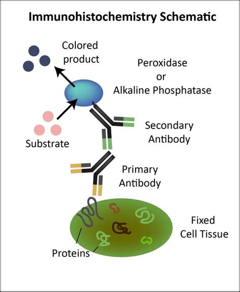 immunohistochemistry - Google Search | Character, Printables, Medicine