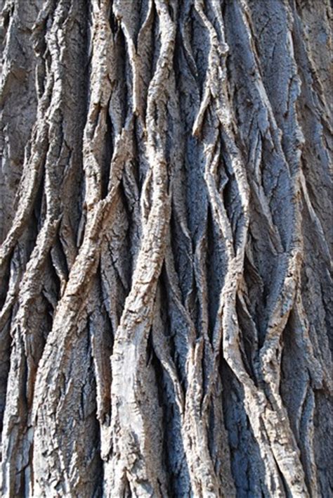 Tulip Tree Bark: Digital Photography Review