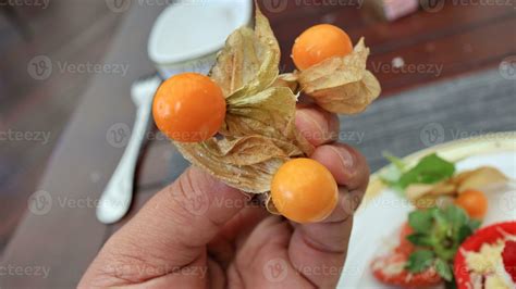 The ciplukan fruit is ripe and ready to eat 27268796 Stock Photo at ...