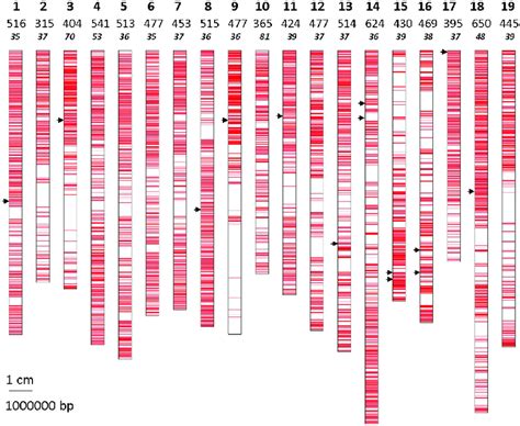 Mapping of the 9004 SNPs on the whole PN40024 reference genome sequence... | Download Scientific ...