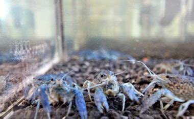 Marbled Crayfish – Invasive Species Centre