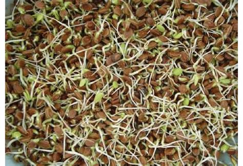 7 Germination responses of Acacia abyssinica seeds that have received... | Download Scientific ...