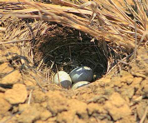 Horned Lark Nest photo - Wayne Patterson photos at pbase.com