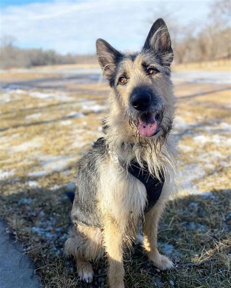 Meet The Irish Wolfhound German Shepherd Mix