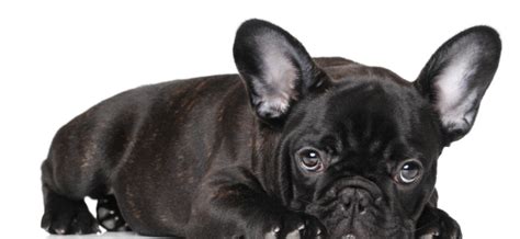 French Bulldog Breathing: Causes, Risks, Solutions