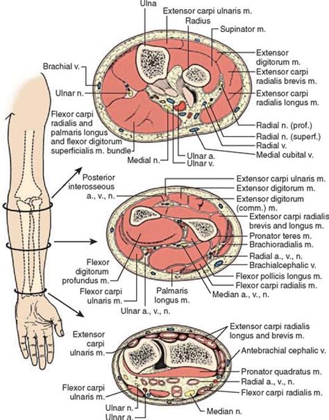 compartments of the forearm