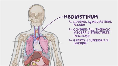 Superior Mediastinum Anatomy