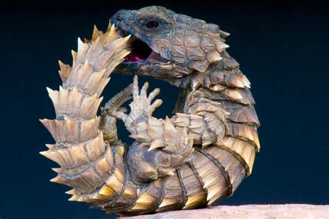 9 Stunning Desert Lizards - A-Z Animals