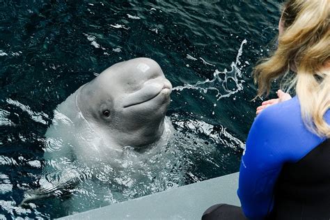 Beluga Whale | Animal Encounter & Experience | Georgia Aquarium