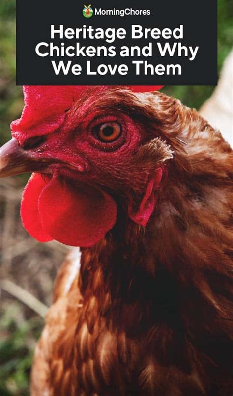 Heritage Breed Chickens and Why We Love Them