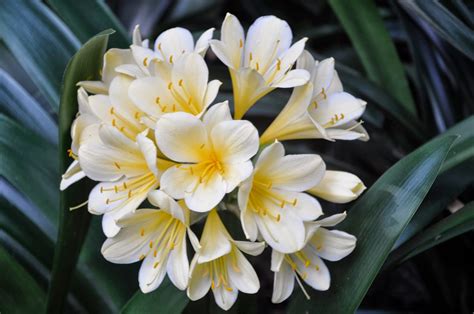 Clivias in Colour, Central Coast, NSW, Australia: Clivias in NZ