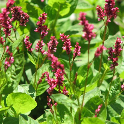 Japanese Indigo Seeds (Persicaria tinctoria) | Herb seeds, Plants, Flower seeds