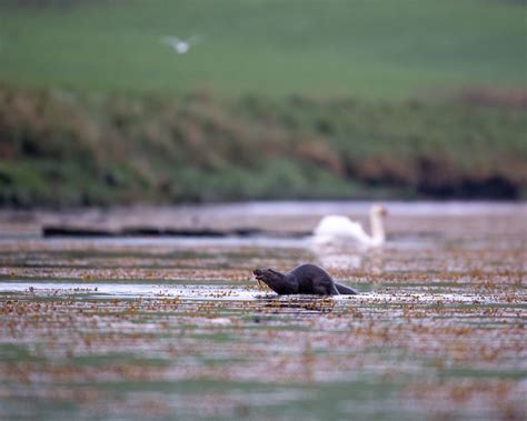 Documenting Wild Orkney | Orkney.com