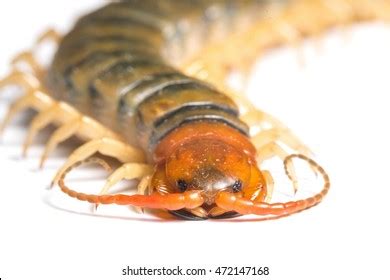 1,784 Centipede Face Images, Stock Photos, 3D objects, & Vectors | Shutterstock