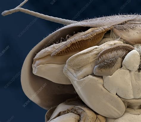 Mayfly nymph head, SEM - Stock Image - C029/0376 - Science Photo Library