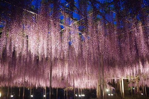 2019 Great Wisteria Festival at Ashikaga Flower Park