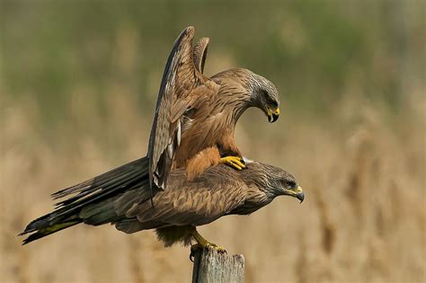 Milvus Migrans Photograph by Svillers | Fine Art America