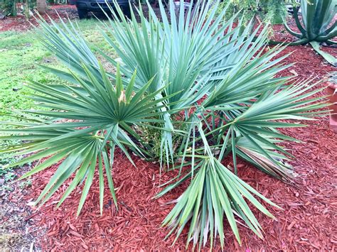 Sabal minor Giant (1) & Sabal miamiensis (1) Seedlings - For Sale - PalmTalk