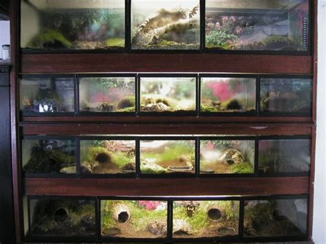 Tarantula Habitat: 20+ Awesome Tarantula Enclosures To Inspire You (IMAGES) - Tarantula Heaven ...