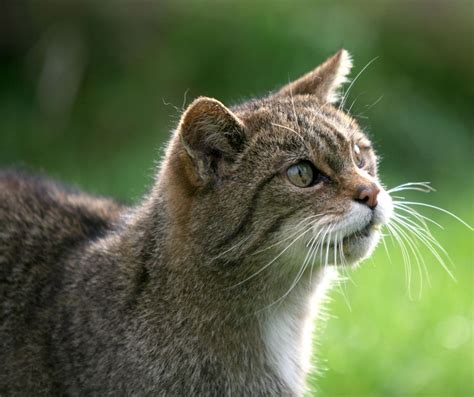 Wildcats bred in captivity released in national park | indy100