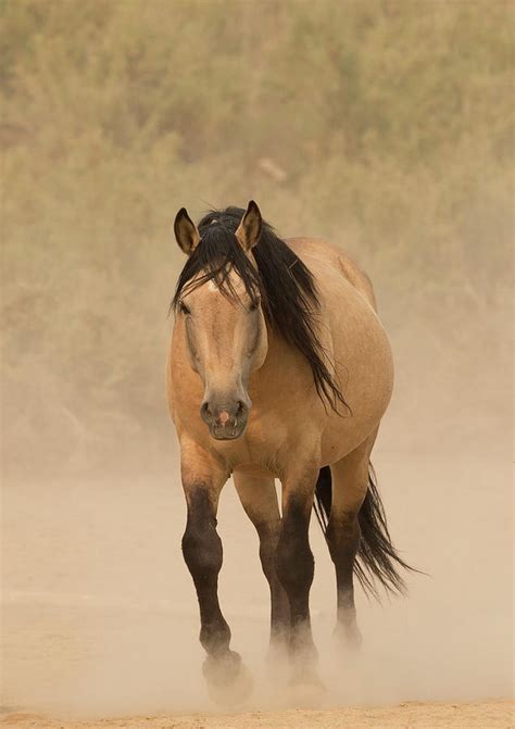 Buckskin Mustang Stallion : Buckskin Mustang | Horses, Mustang horse, Wild horses mustangs ...