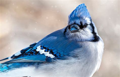 All About Blue Jays: Are They Actually Blue? - Nature Canada