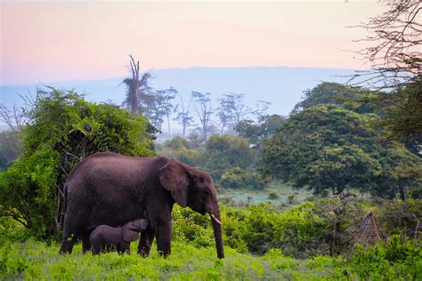 A Safari Guide to the Ngorongoro Crater in Tanzania - Lost on Safari