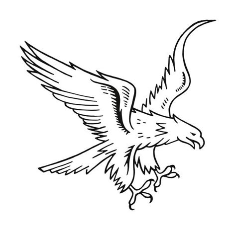 Eagle Line Drawing Illustrations, Royalty-Free Vector Graphics & Clip Art - iStock