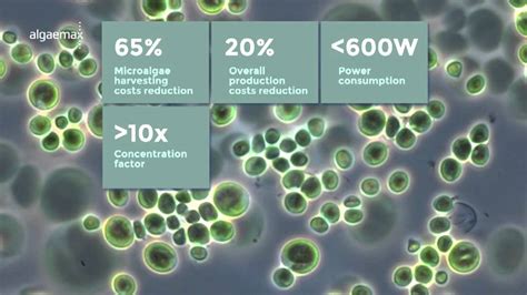 ALGAEMAX. Efficient Microalgae Harvesting. - YouTube