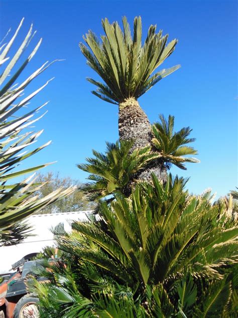 061: 7ft Sago Palm « Affordable Tree Service, Las Vegas, NV