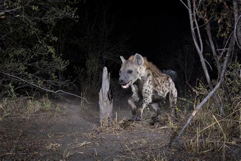 Once-in-a-Lifetime Photos of the World's Most Mysterious Animals ...