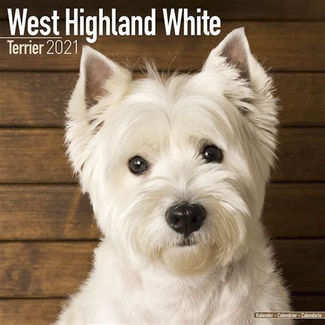 West Highland Terrier Calendar 2021 - West Highland Terrier Dog Breed Calendar - West Highland ...