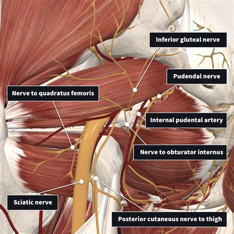 Piriformis Anatomy