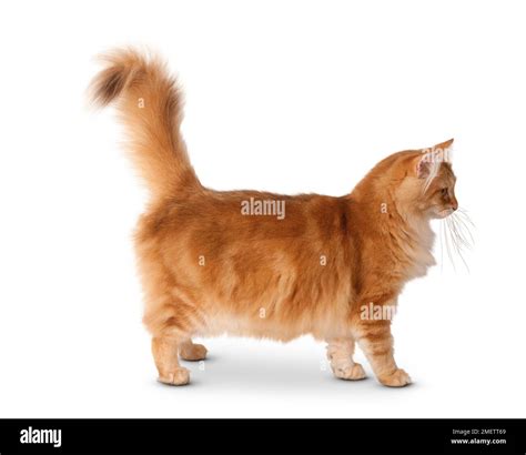 Norwegian Forest Cat Stock Photo - Alamy