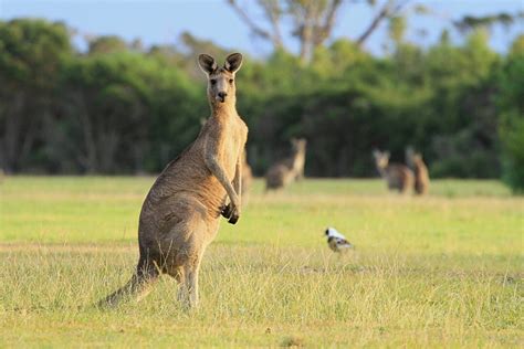 Kangaroos, Magnificent Animals That Are Uniquely Australian