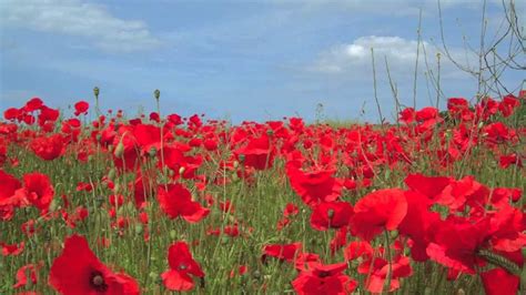 Flower Carpet and flowers of Belgium (Photos) - The October Sky