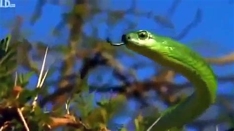 Worlds Deadliest Snakes National Geographic documentary - Dailymotion Video