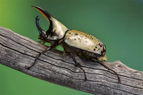 Western Hercules beetle – Identification, Life Cycle, Facts & Pictures