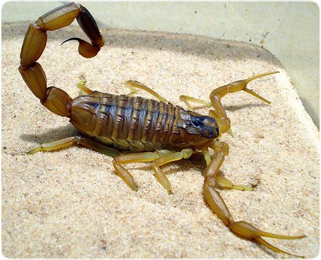 Deathstalker Most Dangerous Scorpion In The World | The Wildlife