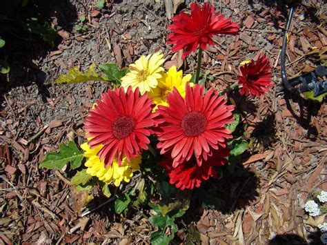 Red and Yellow Daisies by EmmaL27 on DeviantArt