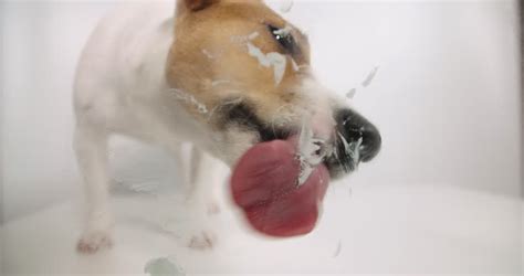 jack russell dog licking screen 4k Stock Footage Video (100% Royalty ...