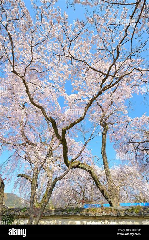 The beauty of cherry blossoms in spring at the Daigo Ji temple, Kyoto ...