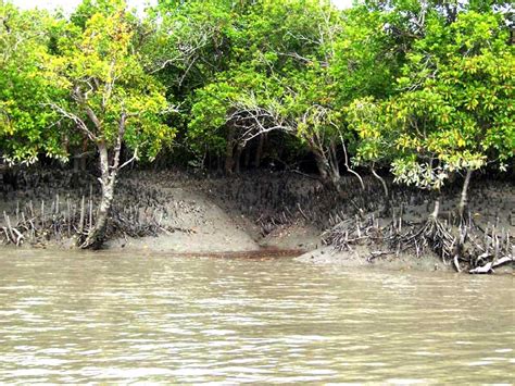 sundarban image | SundarbanTours