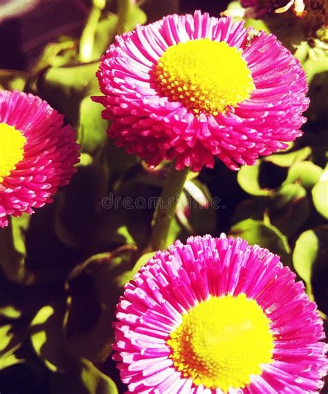 Shining Flowers in in Sunlight at Summer`s Season Stock Photo - Image of season, flowers: 175367390