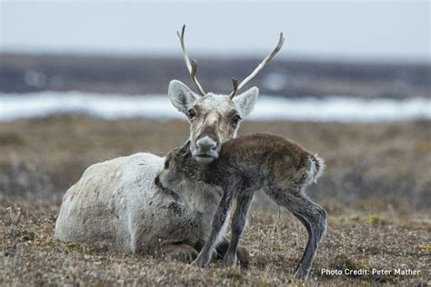 Caribou captive breeding program may come too late to prevent extinction in national parks ...