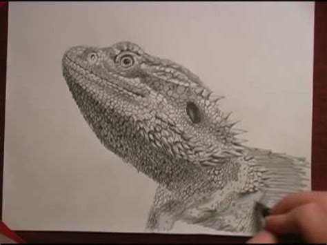 Bearded Dragon speed drawing - YouTube