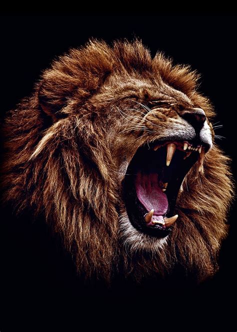 'wild angry lion head ' Poster, picture, metal print, paint by mk ...