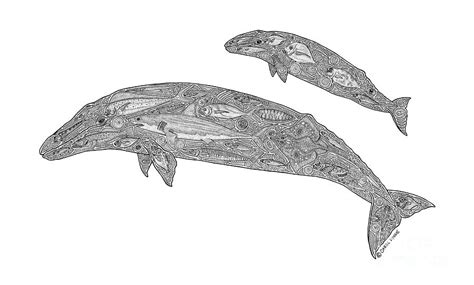 Gray Whale And Calf Drawing by Carol Lynne